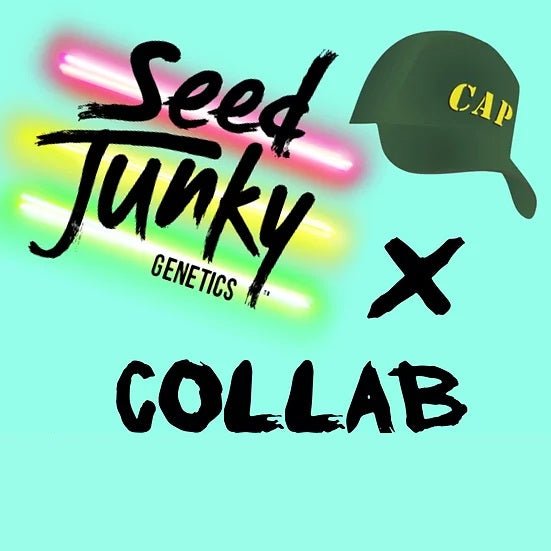 BUY CAP JUNKY S1 FEMINIZED SEED