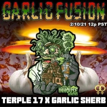 BUY GARLIC FUSION FEMINIZED SEED