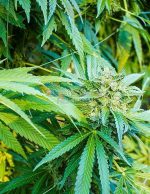 Magnum Opus seeds