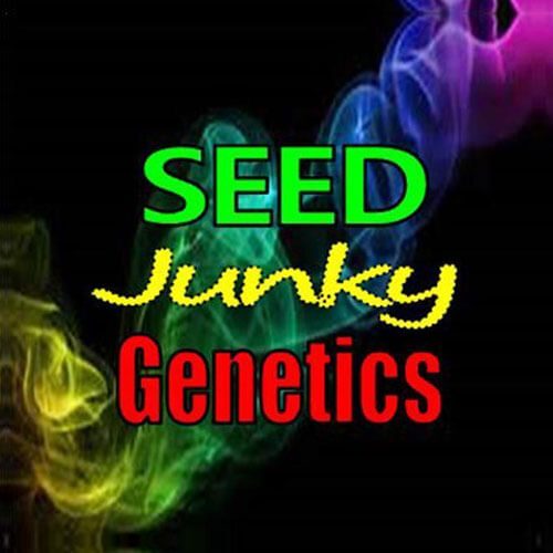 Jelly Breath S1 feminized seed